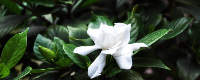 栀子花合适什么季节种植 栀子花合适种植的季节