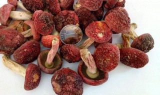 红菇不能和什么一起吃 红菇不可以和什么一起吃