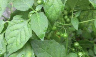 龙葵有什么功效 龙葵的功效与作用有哪些