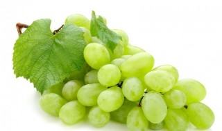 萄萄不能和什么一起吃 葡萄不可以和什么一起吃