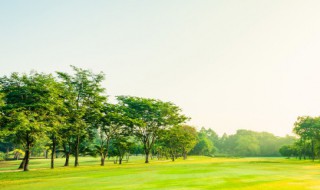 桦树泪有什么功效 桦树泪的作用