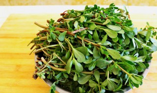 马是菜有什么功效 马齿菜的功效与作用有哪些