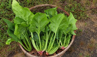 菠菜有什么功效 菠菜的功效简单介绍