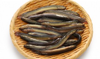 泥鳅有什么功效 泥鳅的功效