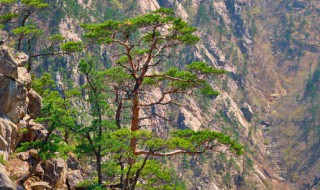 松树有什么作用 松树有何常见的作用