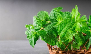 薄荷茶有什么功效 薄荷茶的功效与作用是什么