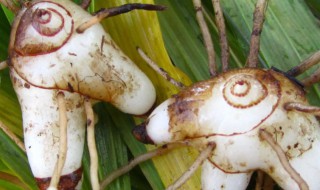 白芨有什么功效 白芨有哪些功效