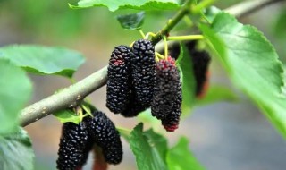 桑树有什么作用与功效 桑树作用与功效有什么