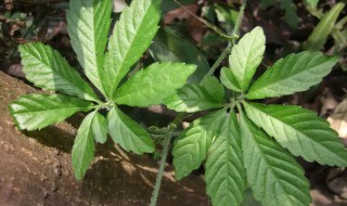 绞股蓝有什么功效 绞股蓝有哪些功效