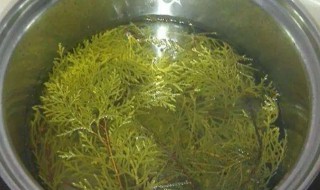 松树枝煮水有什么功效 松树枝煮水有哪些功效