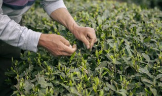 刚采的茶叶能不能直接泡茶喝 刚采摘的茶叶就可以泡水喝吗