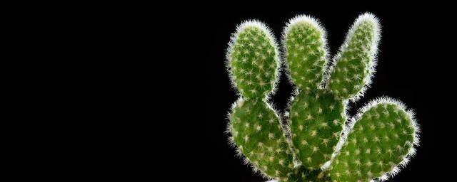 带刺的植物有哪些呢 带刺的植物介绍