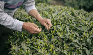 绿茶的茶叶能不能泡茶喝 绿茶的茶叶是否能泡茶喝