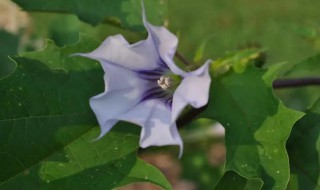 曼陀罗泡酒功效有什么 曼陀罗泡酒功效有哪些