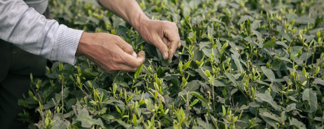 绿茶的茶叶能不能泡茶喝 绿茶的茶叶是否能泡茶喝