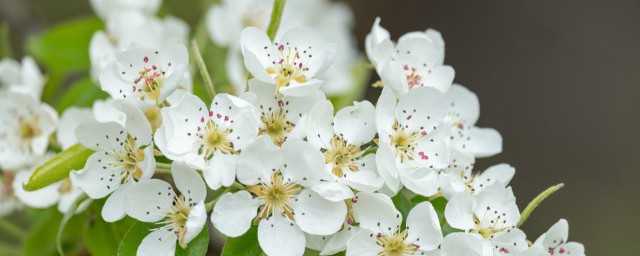 梨花开花的月份 梨花什么时候开花