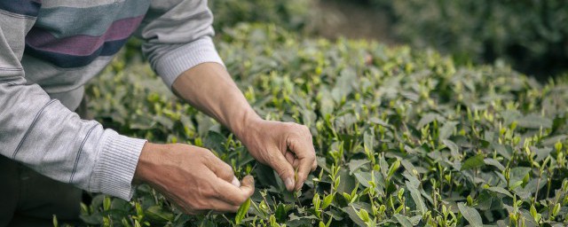 可以喝发酵茶吗 可不可以喝发酵茶吗