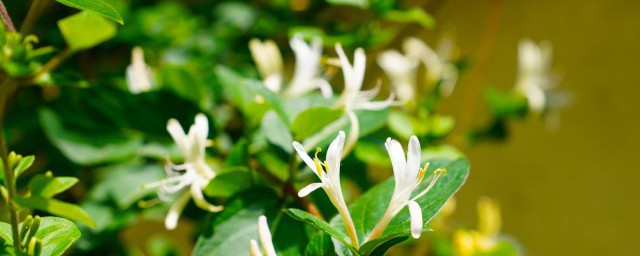 怎么挑选金银花 如何挑选金银花