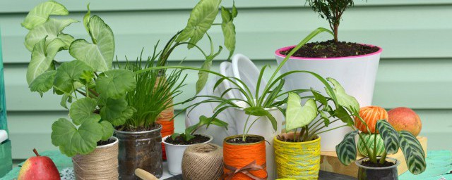 室内能养好植物吗冬天 冬天室内是否能养好植物