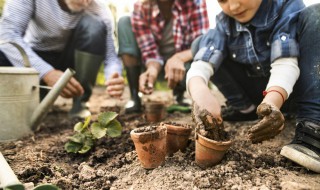 快速简单插活茶叶花的方法 如何简单快速地扦插茶叶花