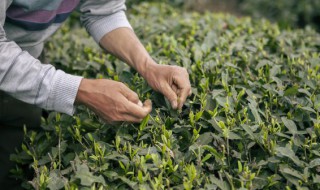 刚采的茶叶不炒可以放几天呢 刚采的茶叶不炒能放几天