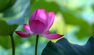 冬天喝啥茶叶减肥产品 冬天喝什么茶可以减肥