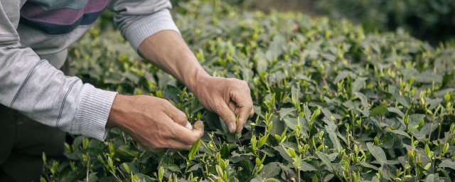 怎样防止茶叶的农药残留 如何防止茶叶的农药残留