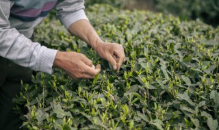 自采茶叶的炒茶方法 自己采的茶叶怎么炒