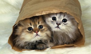 猫吃了绿萝怎么办 猫吃了绿萝如何处理