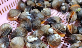 毛蚶冷冻一个月还能吃吗 冷冻毛蚶能吃不