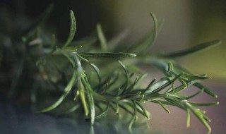 迷迭香的功效与作用是什么 迷迭香有什么功效与作用