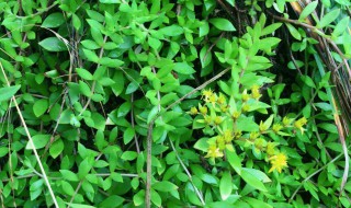 垂盆草有什么功效 垂盆草额功效简单介绍