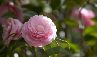 冬天茶花怎么浇水 冬天茶花的浇水方法