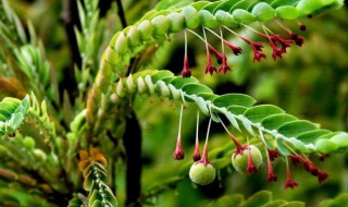 珍珠草泡茶的功效是什么呢 珍珠草泡茶的功效介绍