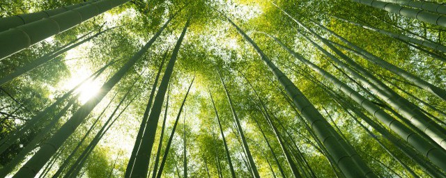 毛竹是什么植物 毛竹属于什么植物