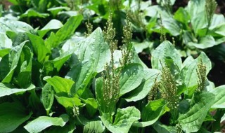 车前草什么功效 车前草有何功效