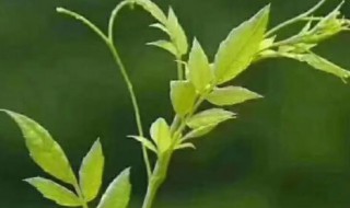 藤茶的功效与作用是什么 藤茶的功效与作用有哪些