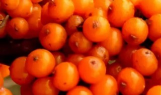 沙棘果有什么功效 沙棘果有哪些功效