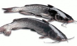 哪些人不宜吃江团鱼 食用江团鱼的禁忌人群