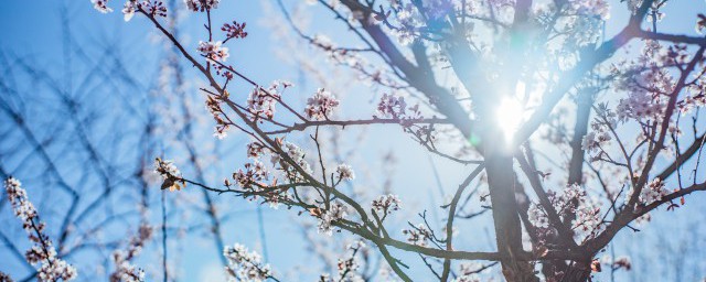 梅花的别称 梅花有什么别名