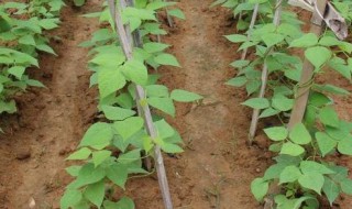 家里小院种植豆角的方法 家里小院如何种植豆角