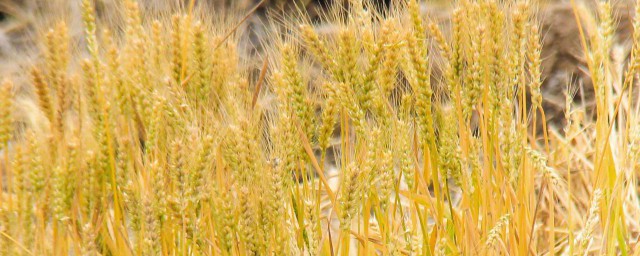 家里种植小麦方法 在家里怎么种植小麦呢