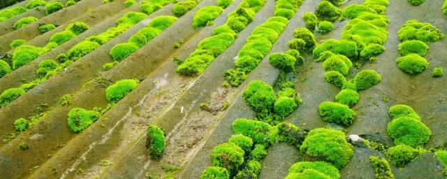 苔藓大棚种植方法 苔藓怎么种