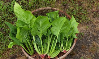 菠菜家里种植方法 菠菜家里怎么种植