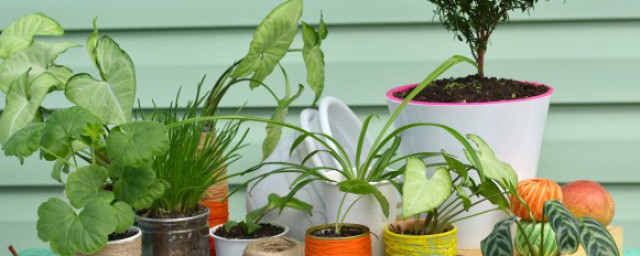 家里有种植兰花的方法 家里有种植兰花的方法有哪些