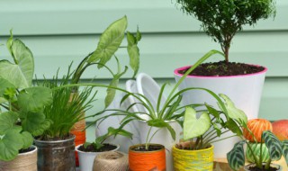 家里有种植兰花的方法 家里有种植兰花的方法有哪些