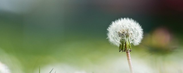 蒲公英家里种植方法 蒲公英家里怎么种植