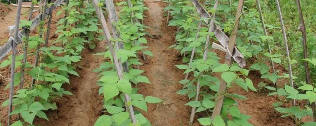 家里小院种植豆角的方法 家里小院如何种植豆角