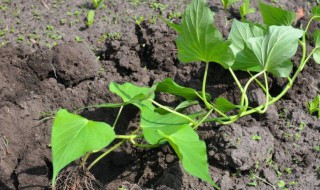 家里红薯种植方法 红薯种植方法分享