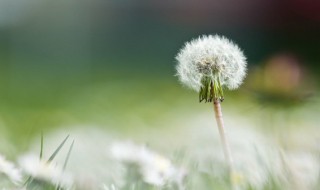 蒲公英家里种植方法 蒲公英家里怎么种植